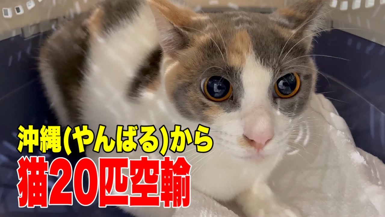 Part 1] I brought 20 cats from Okinawa - YouTube