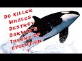 Do Killer Whales Destroy Darwin's Theory Of Evolution? A Biologist Answers