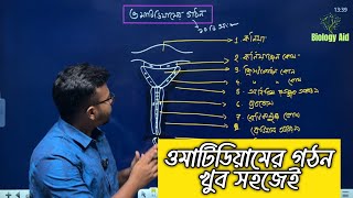 2.ওমাটিডিয়ামের গঠন খুব সহজেই|A quick easy drawing of Ommatidium