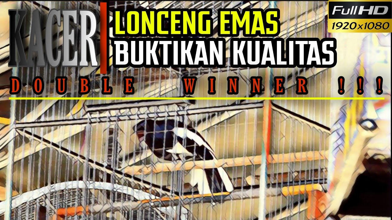Kacer LONCENG EMAS || BUKTIKAN KUALITASNYA !!!