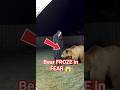 Bear Gets Terrified After Seeing a Horror Standee 😱🐻 #Creepy #BearShock #ScaryMoment