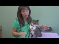 How to treat feline acne | Dr. Justine Lee