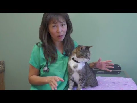 Video: Wat is het beste kattenbakvuil voor je kat?