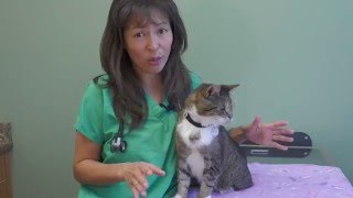 feline acne behandling feline acne behandling
