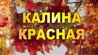 КАЛИНА КРАСНАЯ. Вика Цыганова. Луганск. Новороссия Novorossiya, Lugansk, Donetsk People's Republic КАЛИНА КРАСНАЯ. Вика Цыганова. Луганск. Новороссия Novorossiya, Lugansk, Donetsk People's Republic