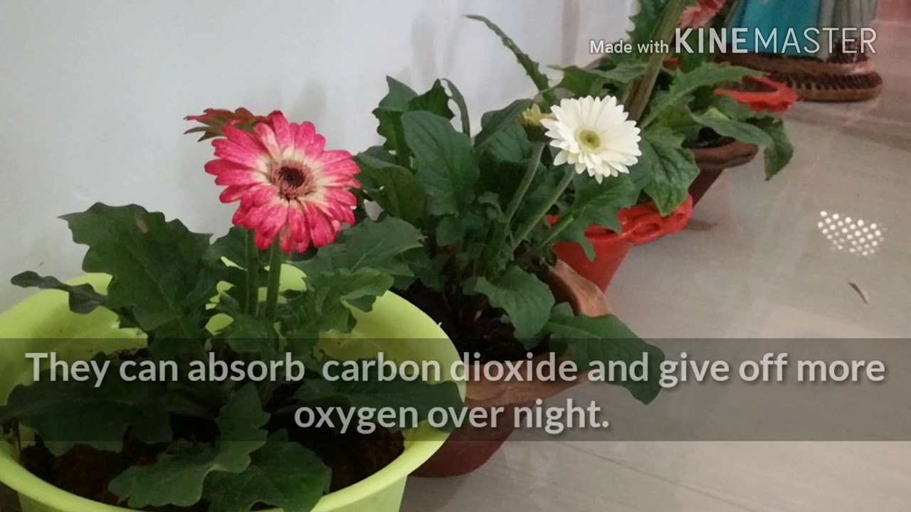 MAGICAL PLANTS!! According to NASA the 6 best air purifying house