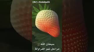 سبحان الله مراحل نمو الفراولة