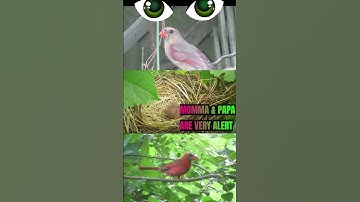 #Shorts｜2021 Cardinal hatching ｜Where are the 2 babies cardinals GONE?? 红雀｜Natures Wonders｜My Garden