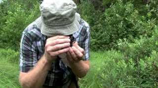 Wisconsin Odonata Survey