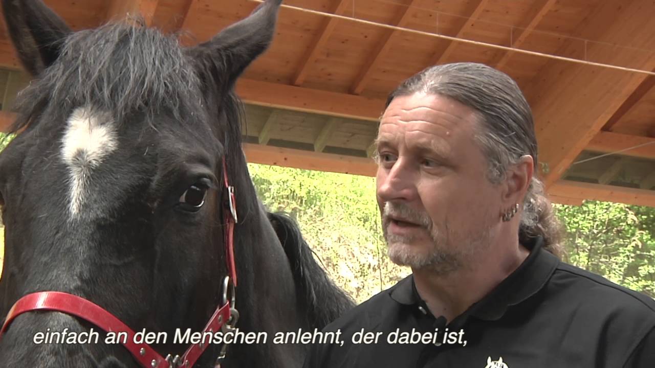 Seelengeflüster - die heilsame Botschaft der Pferde