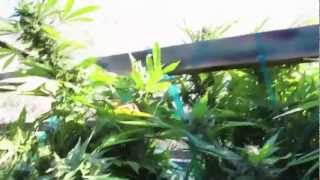 2 days til harvest