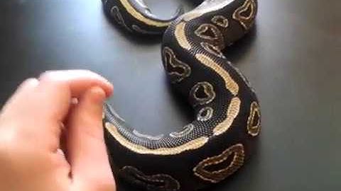 Ball Python Intelligence - Benjamin
