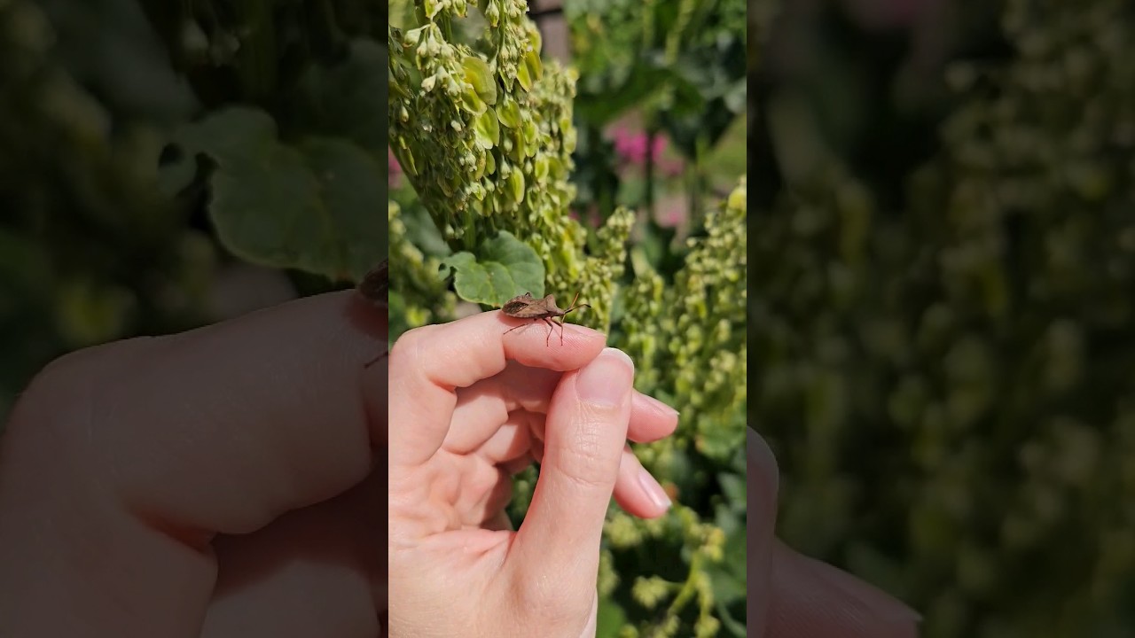 Skābeņu-vīgriežu ornamentblakts / The Dock bug (Coreus marginatus) ✨️ 