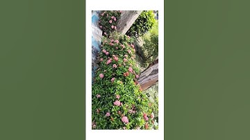 Rabindra Bharati University exmination #newsong #minivlog #minivolgs #video #viralvideo #trending