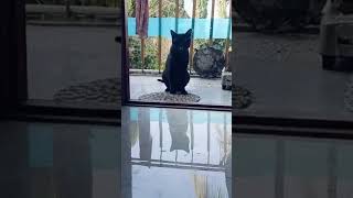 #cat#cats#shortfeed #shorts #cutecats #cute#kitten #minivlog #vlog #funny #catcomedy #funnycat #pets