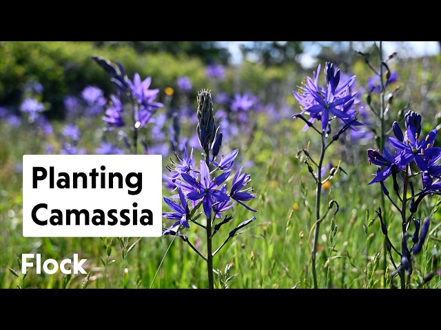 Planting CAMASSIAUnderutilized Bulbs  Ep. 279 - YouTube