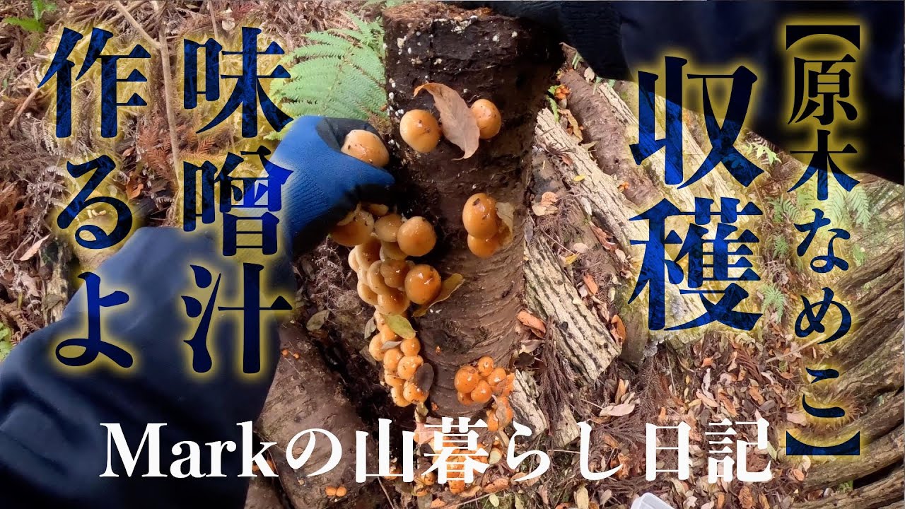 【原木なめこ】収穫。味噌汁作るよ。Markの山暮らし日記
