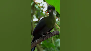 The Haughty Charm of the White-cheeked Turaco: A Stunning Avian Beauty #birds