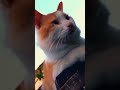 cinematic pemula wkwk. #trending #cat #kucing #kucinglucu #cinematic #cupcut #fyp