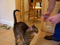 Bengal Cat thinks he's a dog