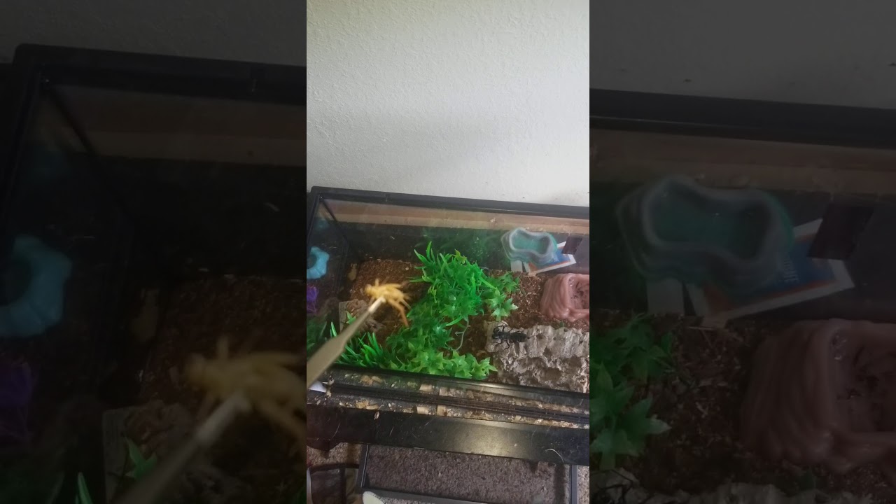 Feeding my tailess whip scorpion YouTube