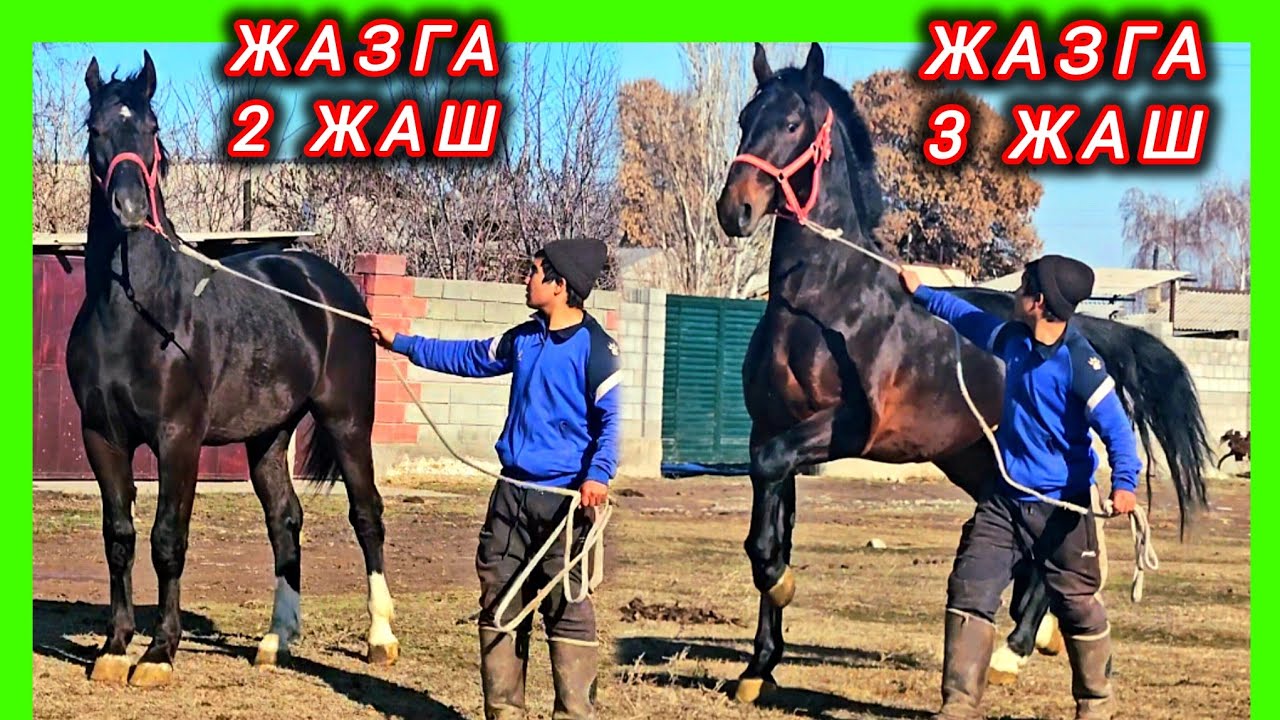 Польшанын зорлору чыкты 😍😍😍