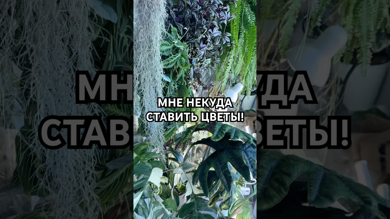 ПОКУПАЕМ ВИТРИНУ ДЛЯ РАСТЕНИЙ?🙃 