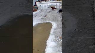 Ohio meteor with SHANKING GROUND and LOUD BOOM #shorts #science #space #milkyway