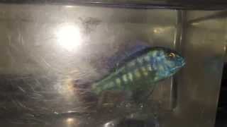 Protomelas Taeniolatus Or Chilotilapia Rhoadesii ?