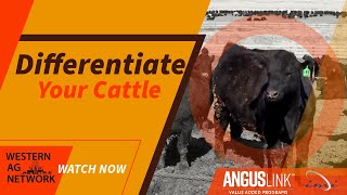 Differentiate Your Cattle Guide