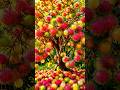easy and fast techniques for propagating and growing rambutan fruit trees #garden #fruits #diy