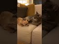 📱🐱 チワワの携帯電話が故障して猫が激怒 | Cat Gets Angry At Chihuahua Phone Meltdown