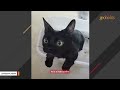 Rescue cat has unusual baby meow