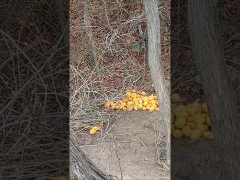 #aricobenamata #love #animals #naturelovers #fishcurry #nature #wildlife #bird #armadillo #monkey