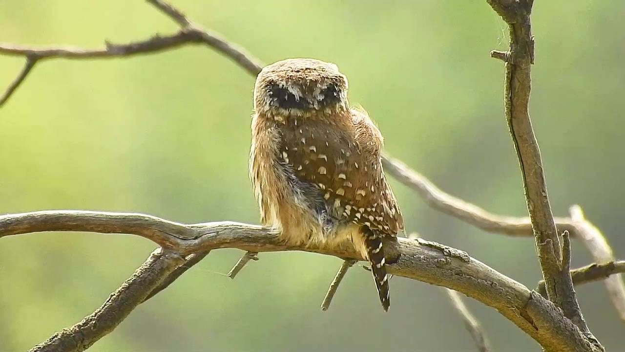 Pygmy-owl Peruvian 444