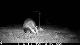 1st April 2026 Mabel the badger 3rd Visit