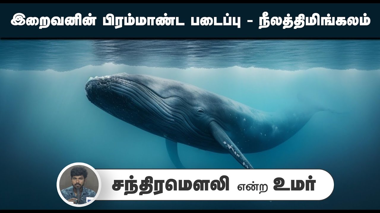 இறைவனின் பிரம்மாண்ட படைப்பு - நீலத்திமிங்கலம்┇சந்திரமௌலி என்ற உமர்┇27-07-25┇Way to Paradise