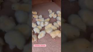 please ooo🤲🤲🤲 #chicken #chickenfarming #shorts