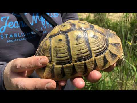 Βίντεο: Ηλικία χελώνας: πώς να προσδιορίσετε από τον πίνακα