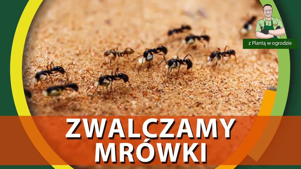 Jak i czym zwalczać mrówki - Z PLANTĄ W OGRODZIE