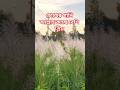 চোখের পানি আল্লাহ কাছে বেশি প্রিয় #mizanur_rahman_azhari #shorts#islamicstatus#waz #eshat #ytshorts