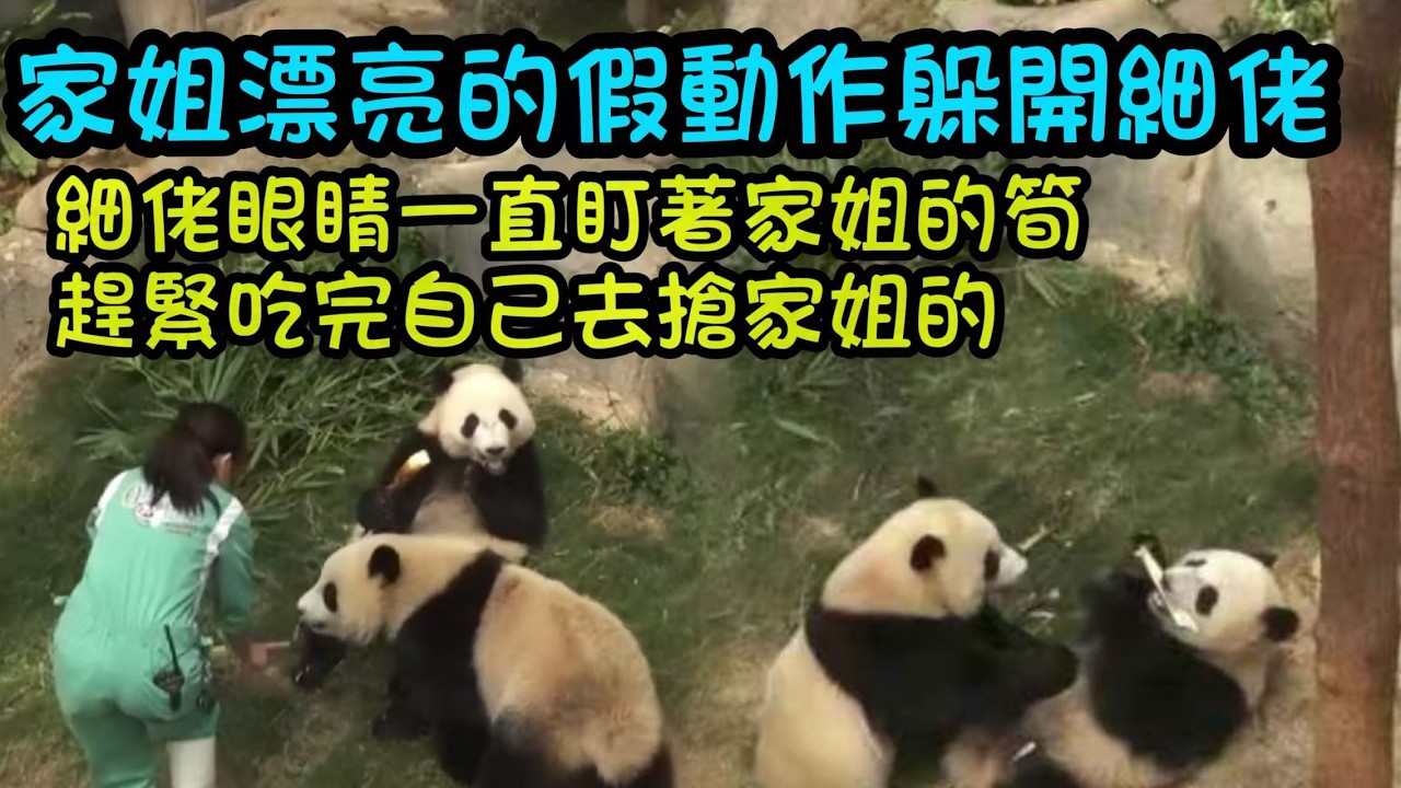 3月7日  細佬吃著自己的看著家姐的竹筍，快點吃完自己的就想搶家姐的竹筍 #大熊貓加加得得 #香港大熊貓  #大熊貓家姐細佬
