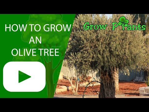 How to grow an olive tree