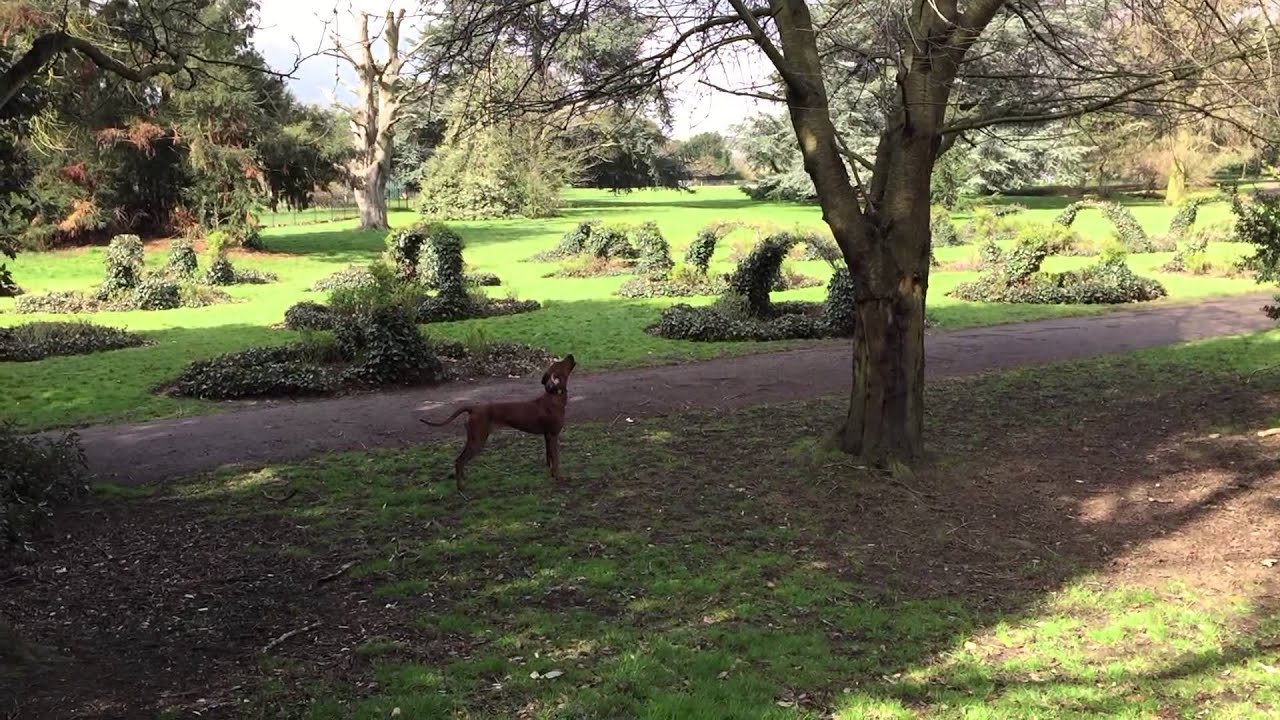 A Rhodesian Ridgeback Treeing A Squirrel Rhodesian Ridgeback Hera talking to the squirrels - YouTube