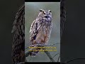 Night Predator - series: Fakta Ilmiah Burung Hantu Bermata Emas | 8 Detik Ala NatGeo #wildlife