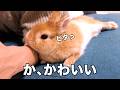 飼い主にピタッと密着してくるうさぎが可愛すぎたので見てほしい