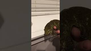 Female Gt Cross Leachianus