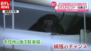 市役所にこもるサル…捕獲作戦の効果は？（2020年12月4日放送「news every.」より）