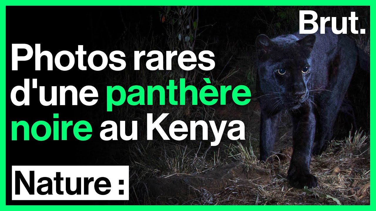 Une Panthere Noire Photographiee Au Kenya Un Evenement Rare Youtube