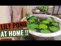 Growing Water Lily at Home !| Lily Pond |